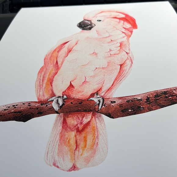 Wall Art Tropical Bird Portrait Print Unframed - Picture 11 of 15